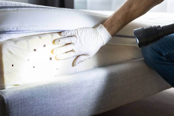 Wasp Removal Services in Carrollton, AL